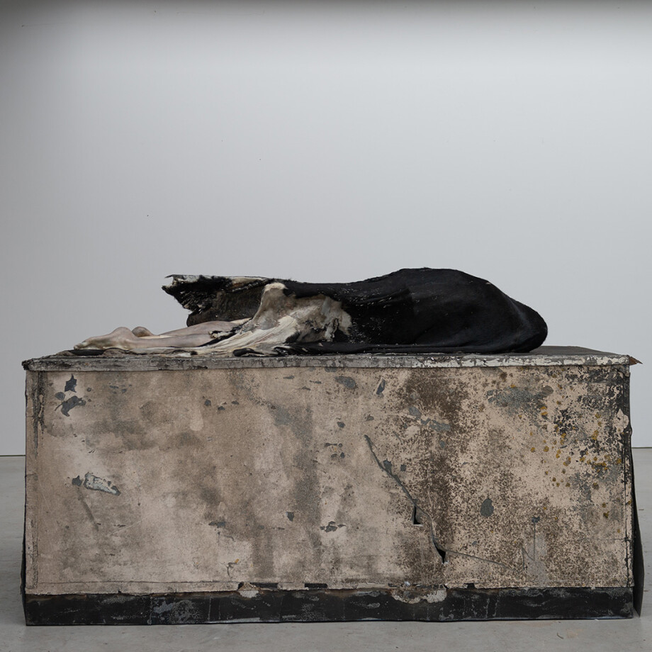 Liggende Arcangelo Berlinde De Bruyckere Musea Brugge c Mirjam Devriendt